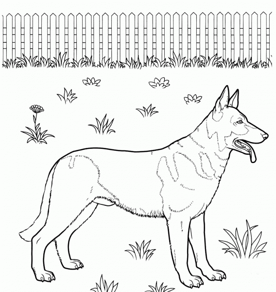 German Shepherd  coloring page image
