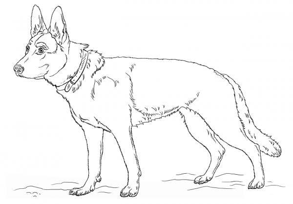 German Shepherd Dog coloring page image