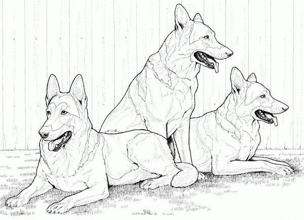 German Shepherd Dogs coloring page image