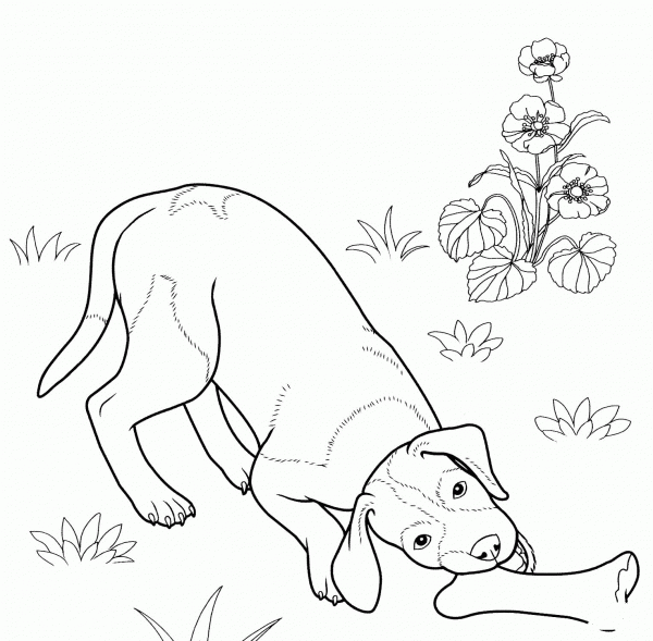 German Shorthaired Pointer coloring page image