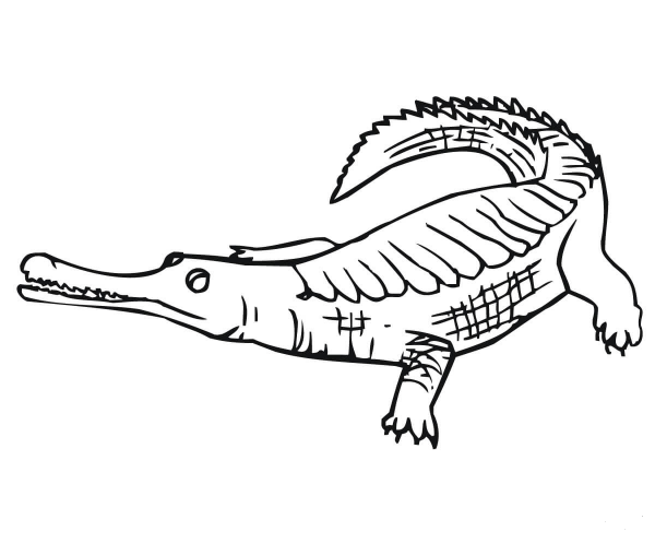 Gharial coloring page image