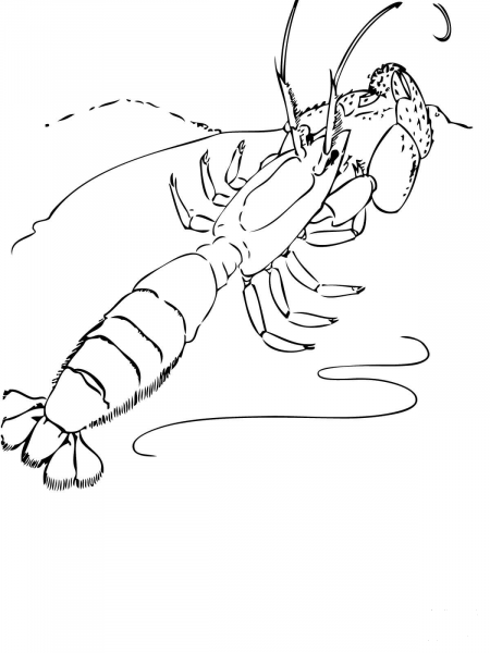 Ghost Shrimp coloring page image
