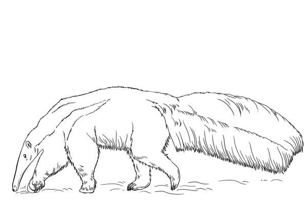 Giant Anteater coloring page image