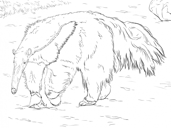 Giant Anteater coloring page image
