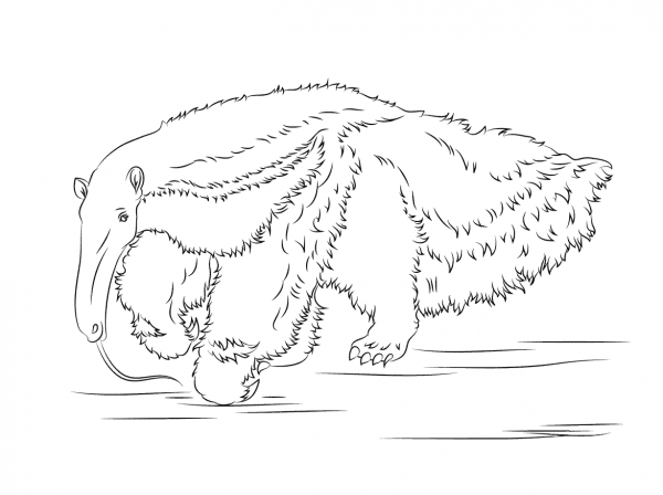 Giant Anteater coloring page image