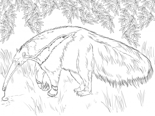 Giant Anteater Looking for Food coloring page image