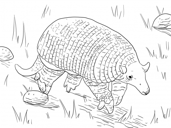 Giant Armadillo coloring page image