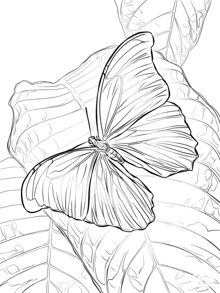 Giant Blue Morpho Butterfly coloring page image
