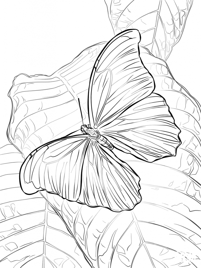 Giant Blue Morpho Butterfly coloring page - ColouringPages