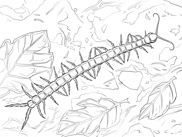 Giant Centipede coloring page image