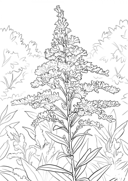 Giant Goldenrod coloring page image