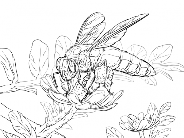 Giant Honey Bee coloring page image