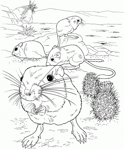 Giant Kangaroo Rats coloring page image