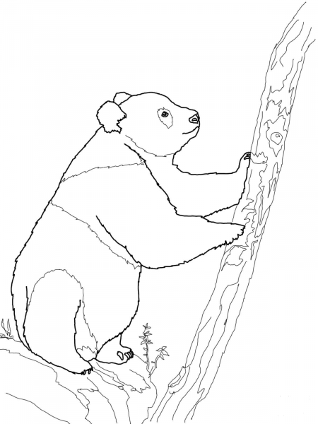 Giant Panda Bear coloring page image