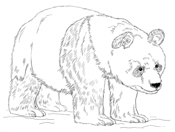 Giant Panda Bear coloring page image