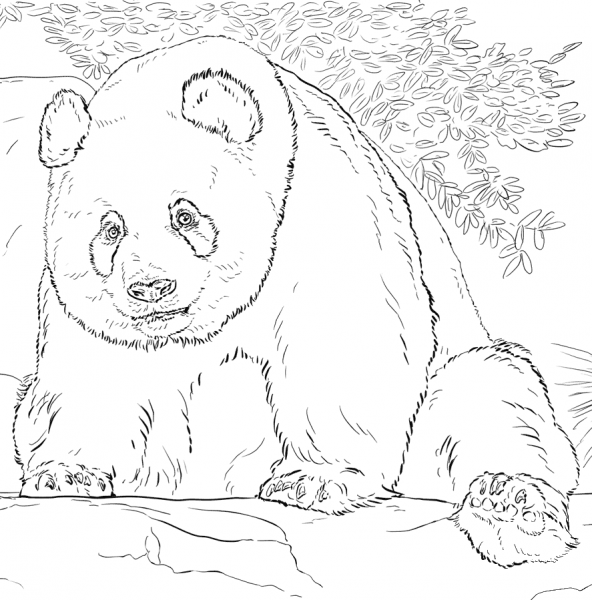Giant Panda coloring page image