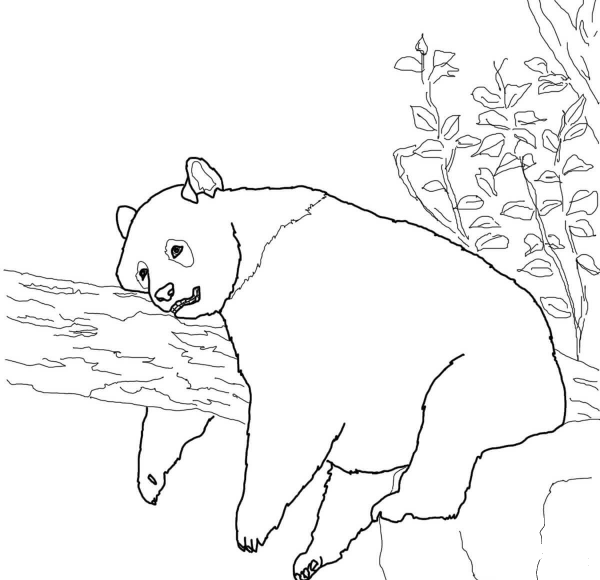Giant Panda coloring page image