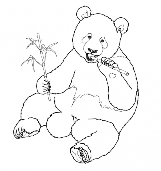 Giant Panda Eats Bamboo coloring page image