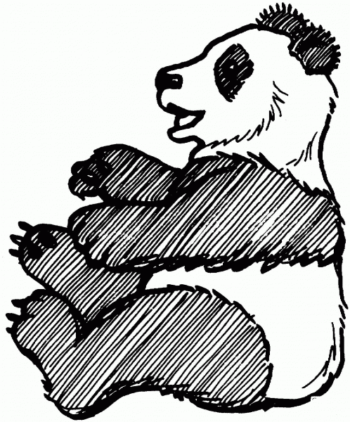 Giant Panda Sitting coloring page image