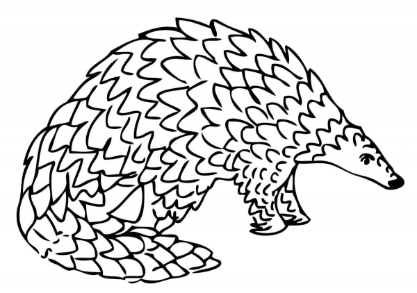 Giant Pangolin coloring page image