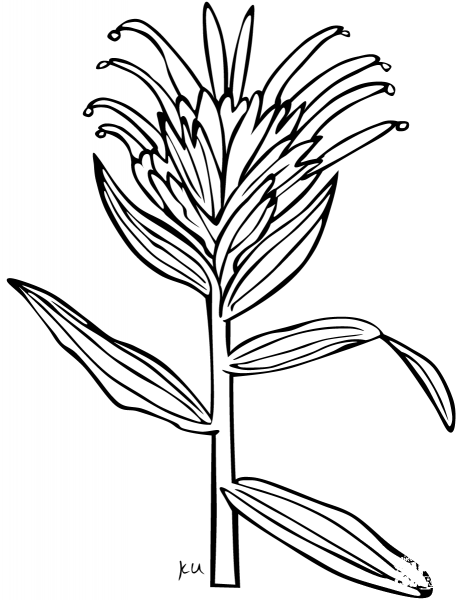 Giant Red Indian Paintbrush coloring page image