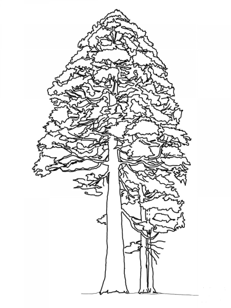 Giant Sequoia or Redwood coloring page image