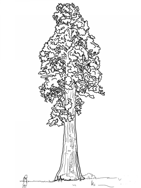 Giant Sequoia Sentinal Tree coloring page image