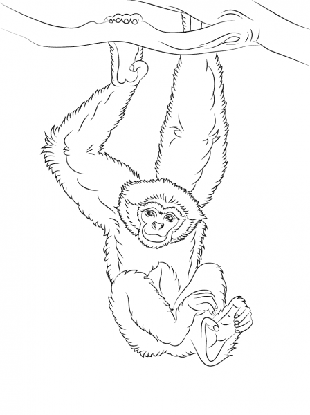 Gibbon Hanging from a Tree coloring page image