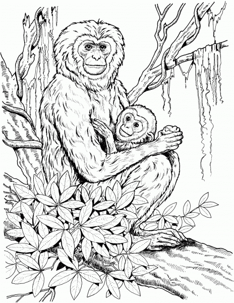 Gibbon Mother with Baby coloring page image