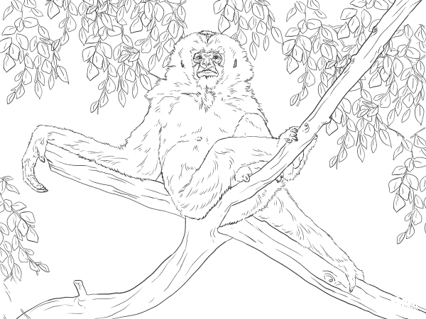 Gibbon Sits on Tree coloring page image