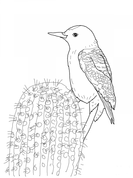 Gila Woodpecker coloring page image