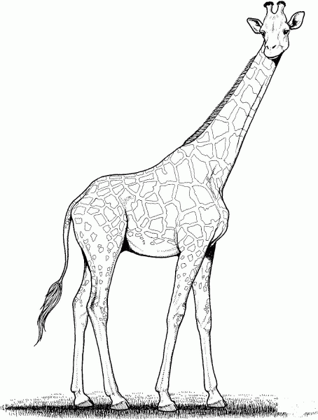 Giraffe coloring page image