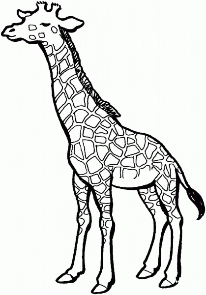 Giraffe coloring page image