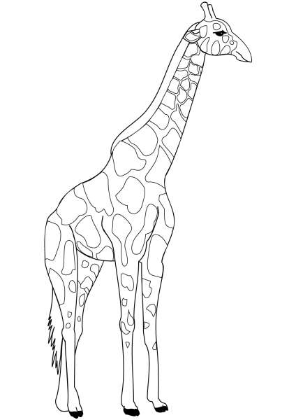 Giraffe coloring page image