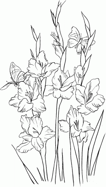 Gladiolus 2 coloring page image