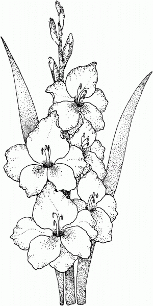 Gladiolus coloring page image
