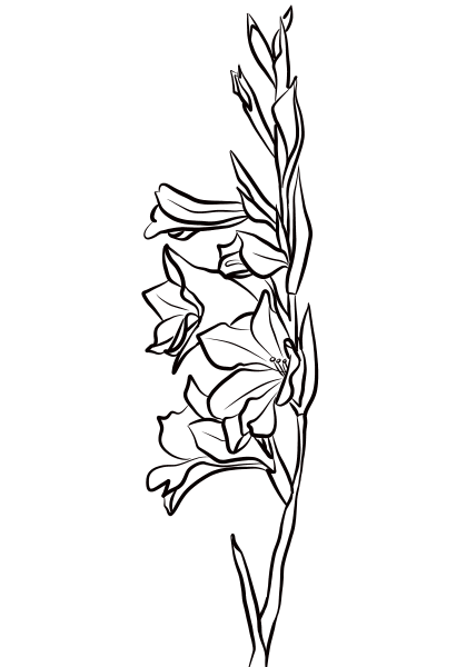 Gladiolus coloring page image