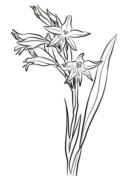 Gladiolus Cuspidatus coloring page image