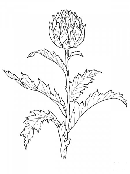 Globe Artichoke coloring page image