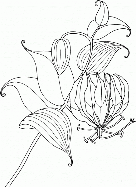 Gloriosa Rothschildiana or Tropical Glory Lily coloring page image