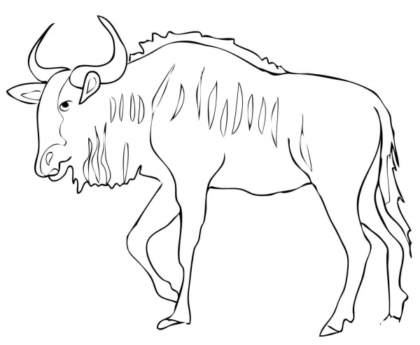 Gnu Antelope Blue Wildebeest  coloring page image