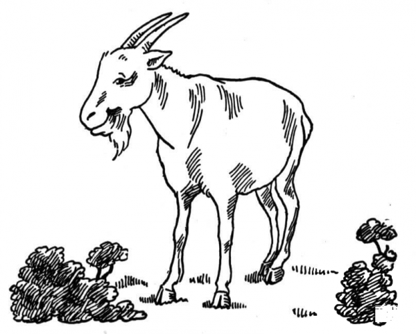 Goat At Garden coloring page image