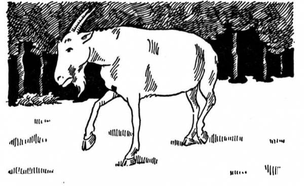 Goat In Forest coloring page image