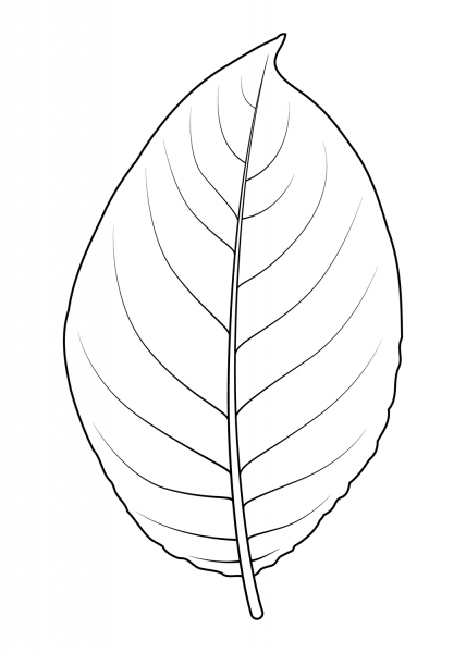 Goat Willow Leaf coloring page image