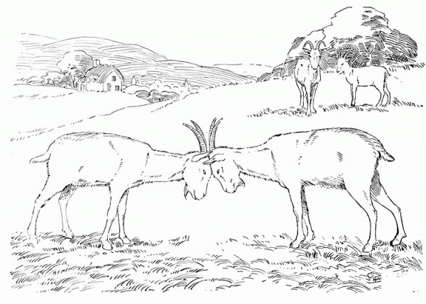 Goats Butting Each Other coloring page image