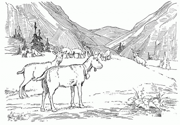 Goats on Pasture coloring page image
