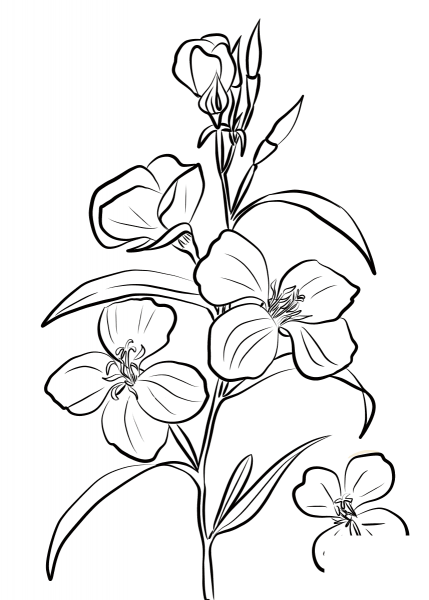 Godetia Rubicunda coloring page image
