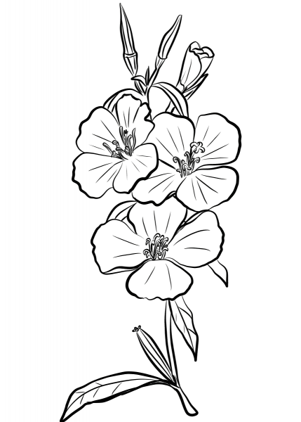 Godetia Rubicunda ‘Farewell to Spring’ coloring page image