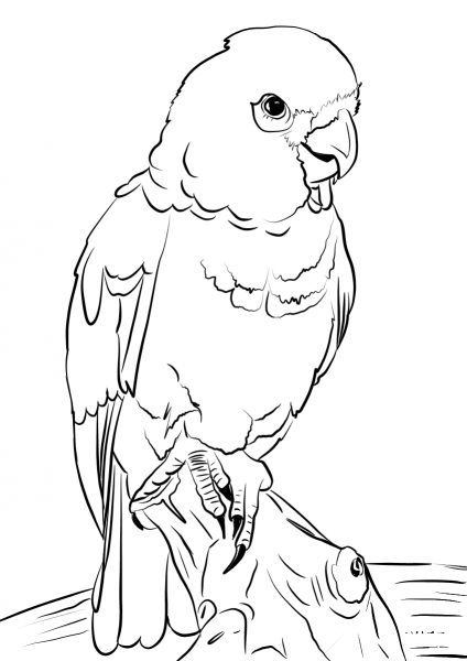 Goffin Cockatoo coloring page image