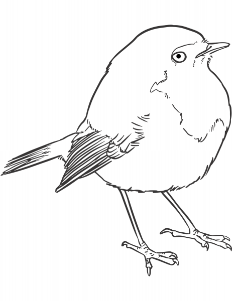 Goldcrest coloring page image